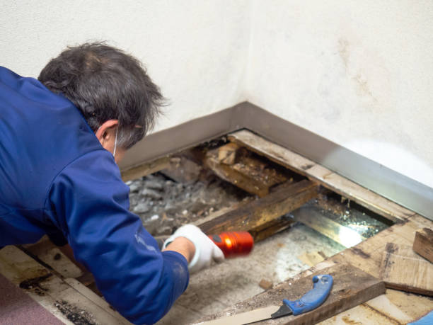 Reliable Madison, NE Mold Removal Solutions