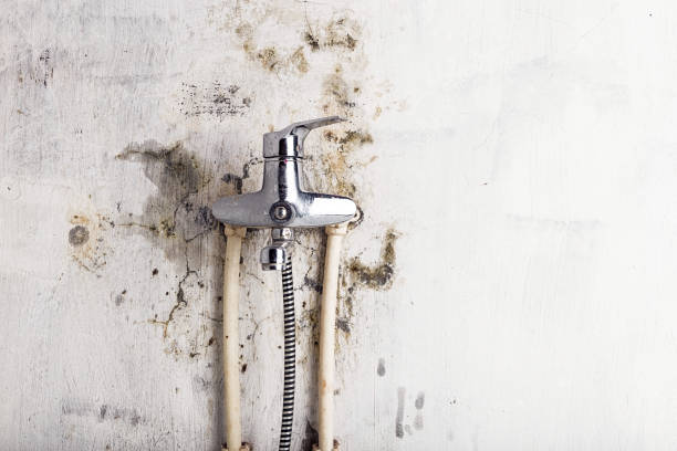 Best Professional Mold Removal  in Madison, NE