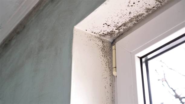 Best Commercial Mold Removal  in Madison, NE