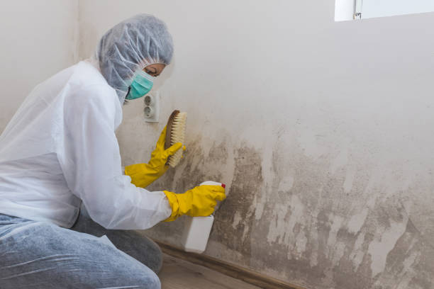 Attic Mold Removal in Madison, NE
