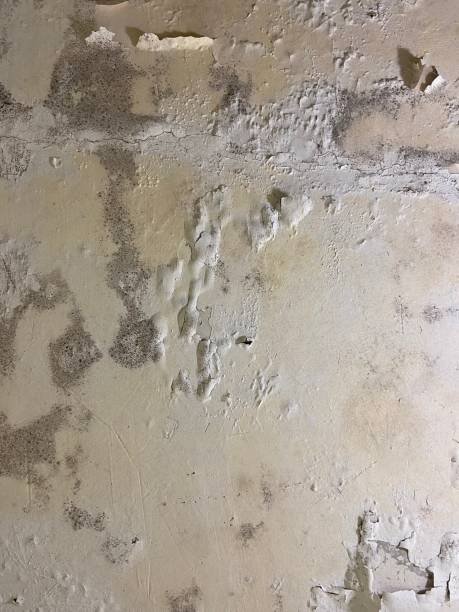 Best Attic Mold Removal  in Madison, NE
