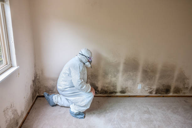 Best Mold Remediation  in Madison, NE