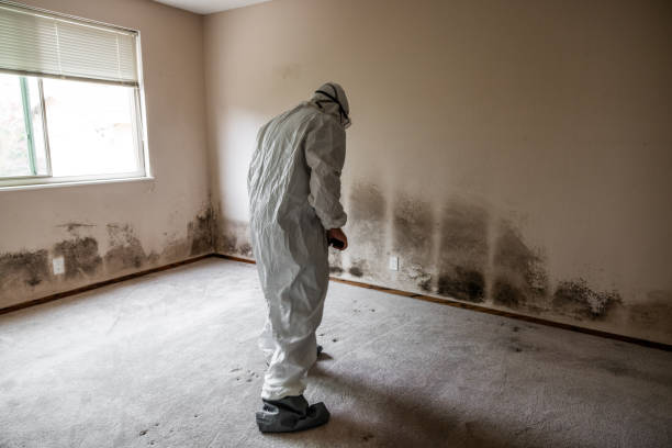 Best Mold Damage Repair  in Madison, NE